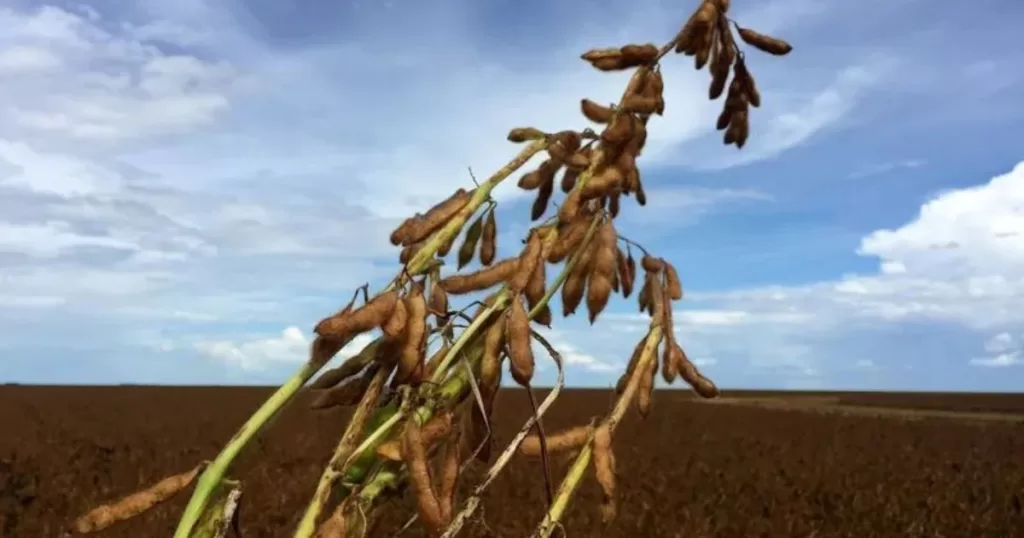 Brasil exportou quase 41 milhões de toneladas de milho em 2025- Will insert post title. Brasil exportou quase 41 milhões de toneladas de milho em 2025- Will insert post title.
